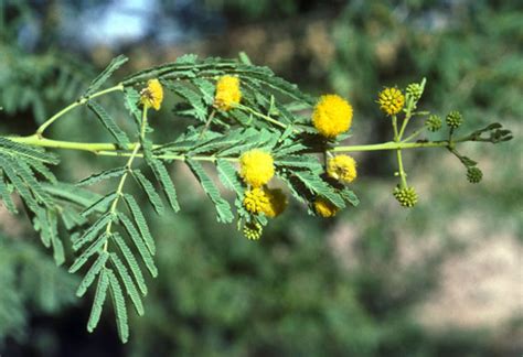 Acacia - Australian National Herbarium - CANBR