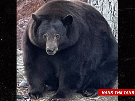 Hank the Tank Cleared with DNA, Bear Won't be Killed