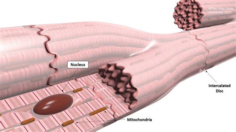 Cardiac Muscle Structure