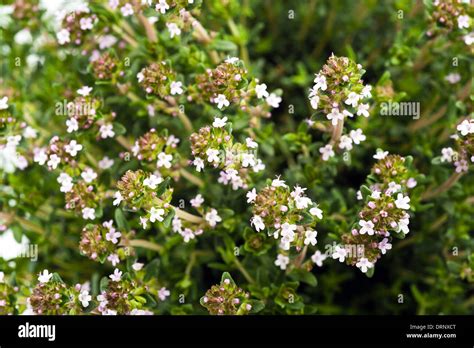 Thyme,aromatic herb in bloom Stock Photo - Alamy