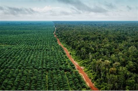 Catat ! Inilah Perusahaan yang Kuasai Ribuan Hektar Lahan Sawit Indonesia Tapi Berkantor Pusat ...