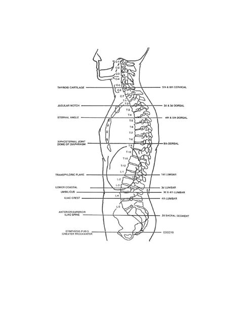 Coccyx X Ray Positioning - DakotateMeyers