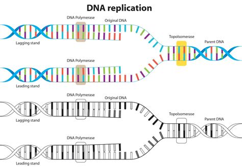 DNA Replication Vector Diagram - Download Free Vector Art, Stock ...