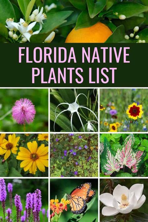 Florida Native Plants List - 10 Flowers That Bloom With Beauty