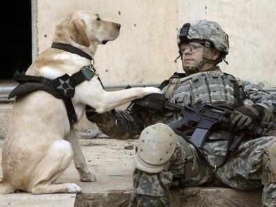 The Army Wants To Buy Body Armor For Dogs - Business Insider