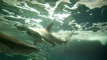 Hammerhead shark - Wikipedia