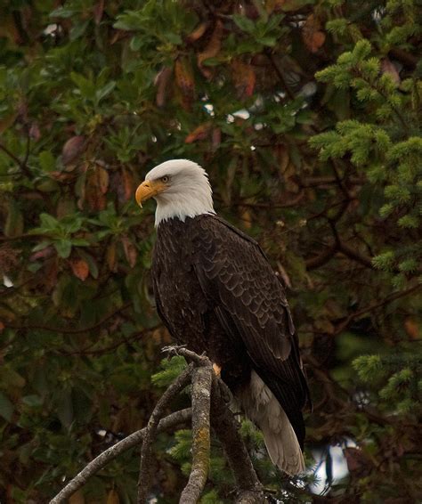 Bald Eagle-SB-Sitting on Branch-n-05 Photograph by Irvin Damm - Fine Art America