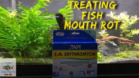 What Is Cotton Mouth In Fish: A Complete Guide