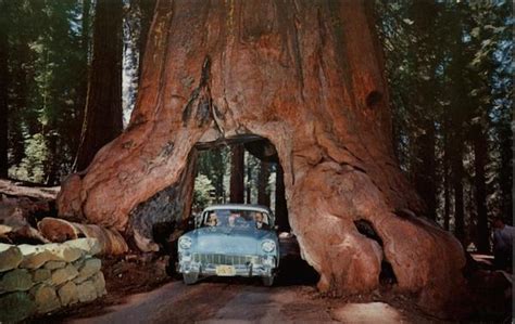 Wawona Drive Through Tree Yosemite National Park, CA