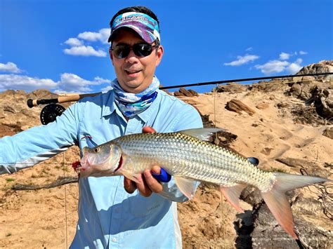 How To Catch African Tigerfish