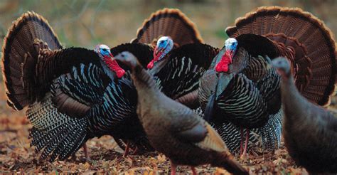 Harvest reporting crucial for eastern turkey hunting in Texas