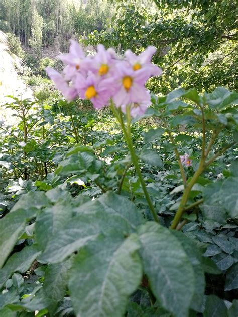 A Potato Plant Flowers - Free photo on Pixabay - Pixabay