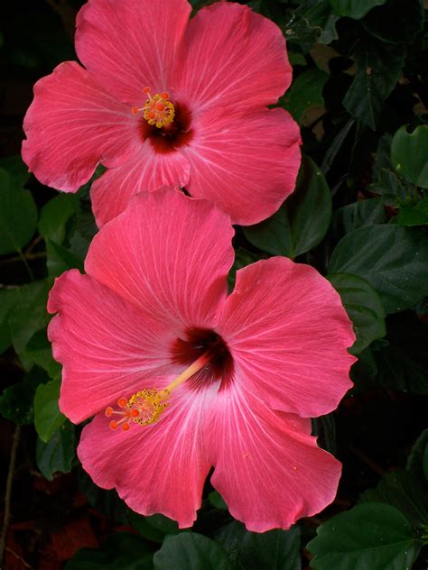 Pink Hibiscus Flowers Free Stock Photo - Public Domain Pictures