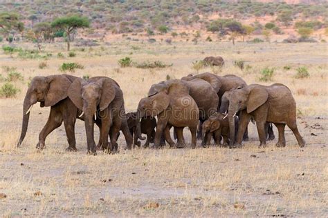 African Elephant herd stock photo. Image of gregarious - 200322910