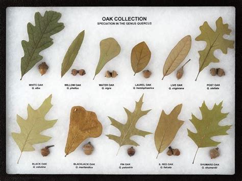 Oak Collection Leaf and Seed Display - Oak Leaf Display | Tree leaf identification, Oak leaf ...