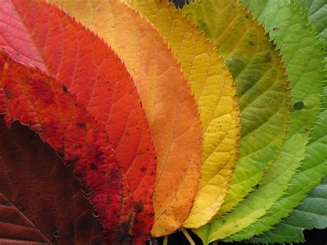 Free photo: Autumn Leaves, Fall Leaves - Free Image on Pixabay - 1486064