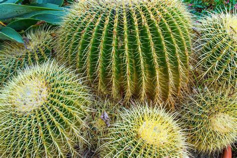 10 Coolest Cacti on Earth