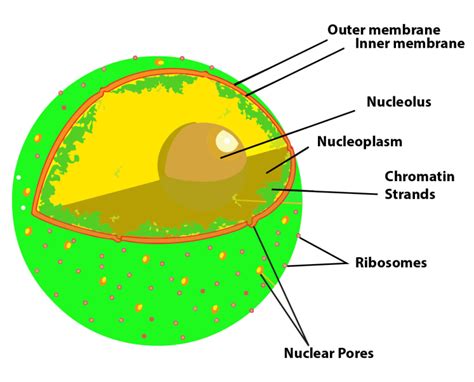 Non-membranous organelle is(A) Chloroplast(B) Nucleolus(C) Centriole(D) Both B and C