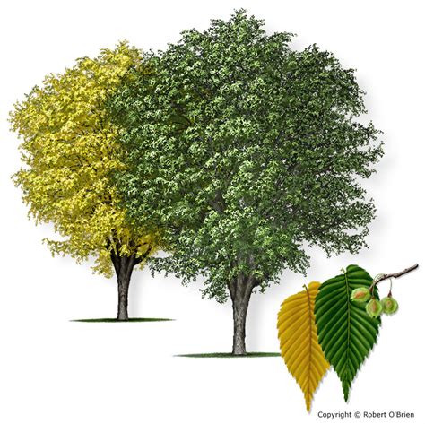 News and Hairstyles: american elm tree leaves