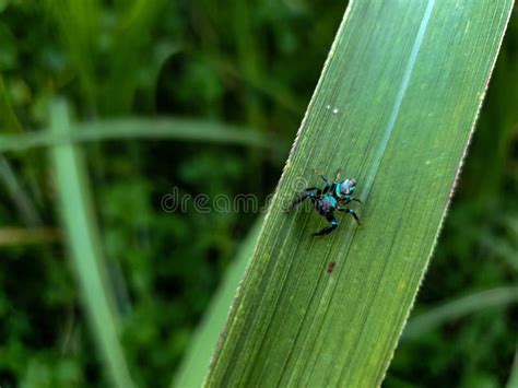 Blue Spider Climbing on the Grass Stock Photo - Image of invertebrate, meadow: 238701420