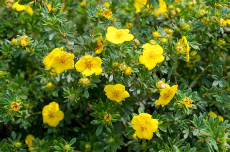 Potted Potentilla Can Be Planted Out Immediately By Following These 5 Steps | Horticulture Magazine