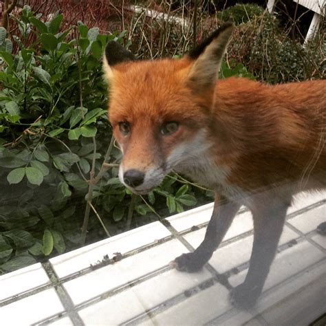 A melanistic fox, one of the rarest animals on the planet. : r/MadeMeSmile