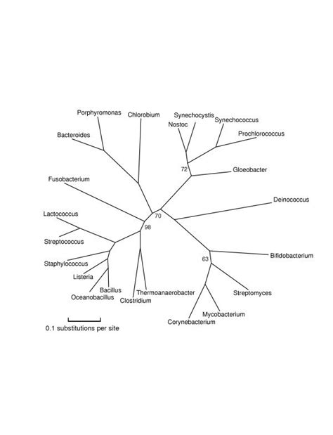 An unrooted phylogenetic tree of Firmicutes, Actinobacteria, and ...