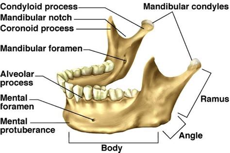 BONES Flashcards | Easy Notecards