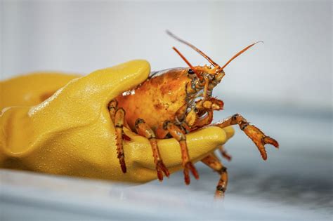 Fisherman Catches ‘1 in 30 Million’ Yellow Lobster And Donates It To Marine Science Center | OC ...