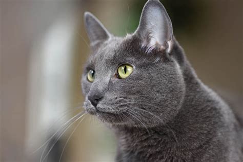 Korat Cat Breed Profile - Cat-World