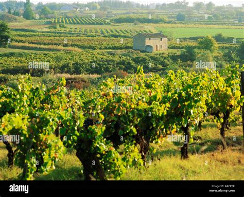 Vineyards, Provence, France, Europe Stock Photo - Alamy