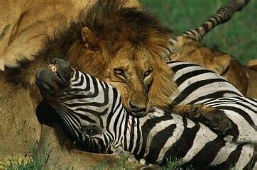 Do Lions Eat Their Prey Alive? • Support Wild