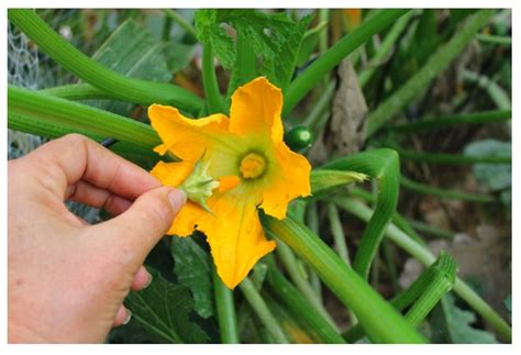 no female pumpkin flowers