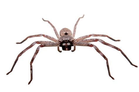 7 Most Terrifying Spiders in Africa