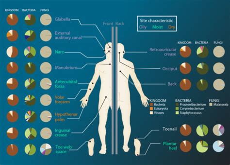 Skin Microbiome | BioSerendipity