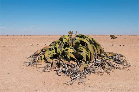 What And Where Are Coastal Deserts? - WorldAtlas