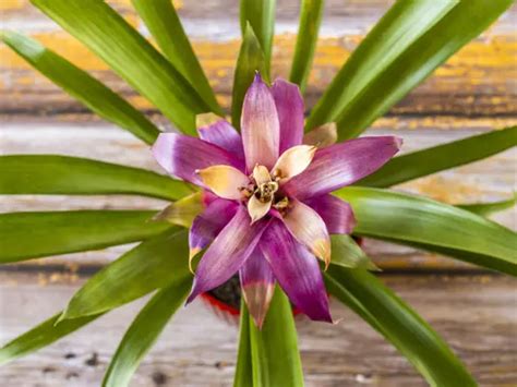 How to Water a Bromeliad — How Much, How Often, and Best Methods - The Healthy Houseplant