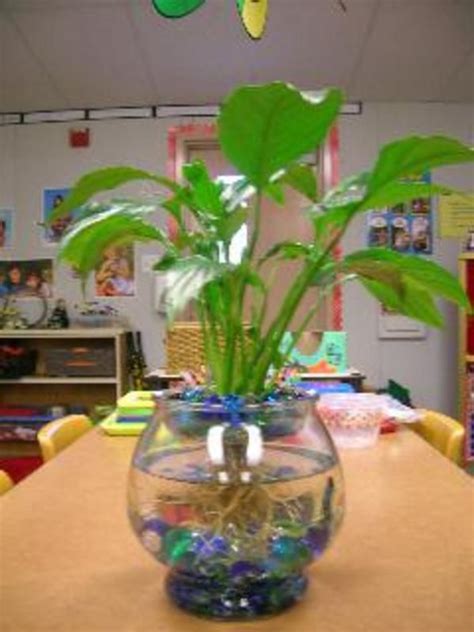 a potted plant sitting on top of a table in front of a book shelf