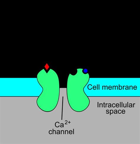 NMDA receptor - Alchetron, The Free Social Encyclopedia