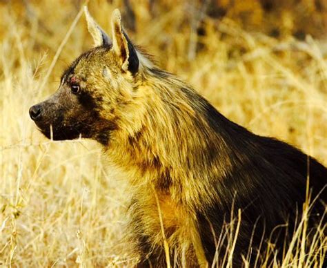 28 best images about BRAZEN BROWN HYENAS on Pinterest | Zimbabwe, The ...