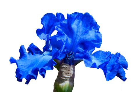 Download Iris, Flower, Blue Flower. Royalty-Free Stock Illustration Image - Pixabay