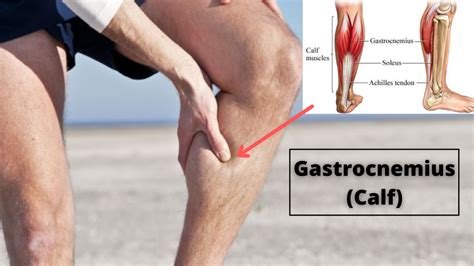 Gastrocnemius Muscle Stretch