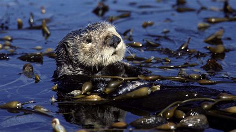 Sea otters can help conserve vital kelp forests | Popular Science