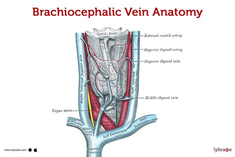 Brachiocephalic Vein (Human Anatomy): Image, Functions, Diseases and ...