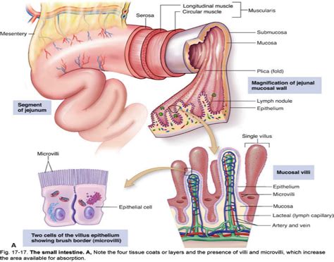 Villi Anatomy - Anatomy Reading Source