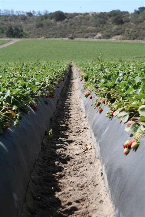 California Strawberry Commission Farm Tour