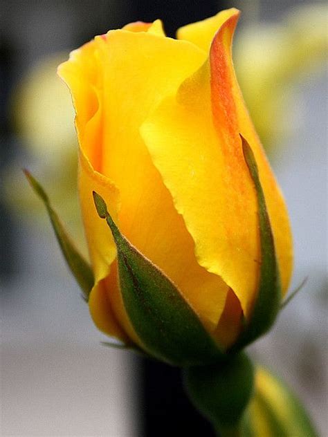 Budding Yellow Rose | Beautiful flowers, Yellow roses, Amazing flowers