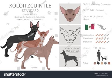 Xoloitzcuintle Mexican Hairless Dog General Features