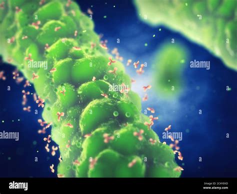 Anticorpi che si attaccano a batteri patogeni, risposta del sistema immunitario all'infezione ...