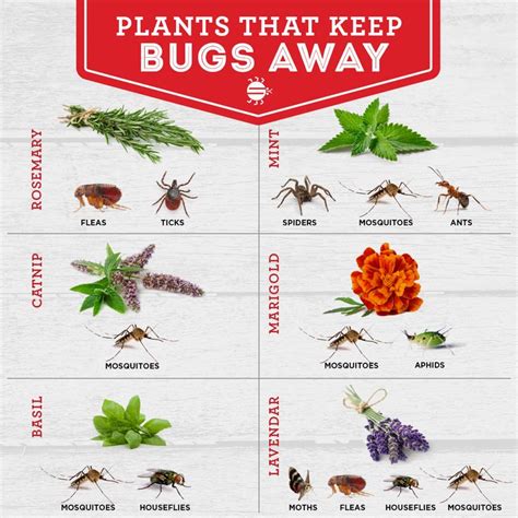 Plants That Keep Bugs Away | Flea prevention, Pest control, Bugs